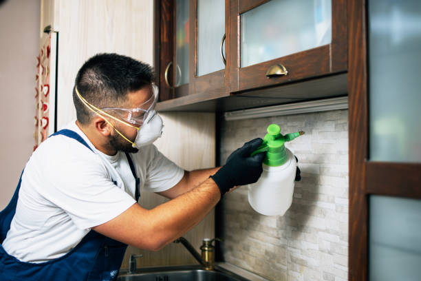 Best Spider Control Near Me  in Spring Valley, AZ