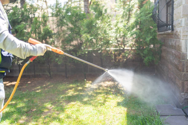 Best Flea Control Services  in Spring Valley, AZ