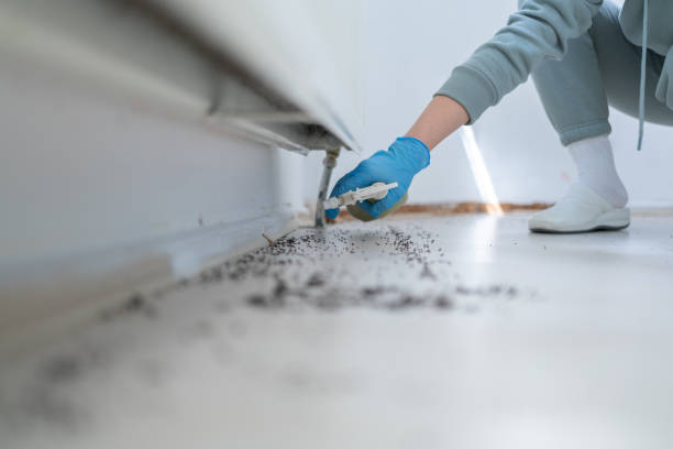 Best Pest Prevention Services  in Spring Valley, AZ